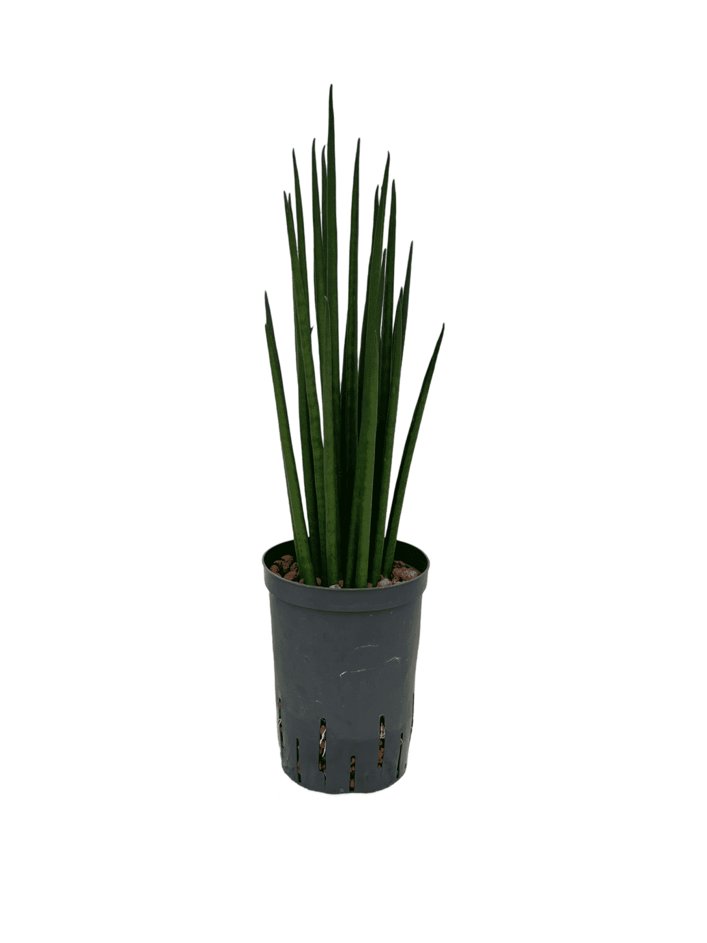 Sansevieria 'Bacularis Mikado'