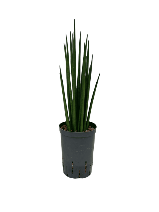 Sansevieria 'Bacularis Mikado'