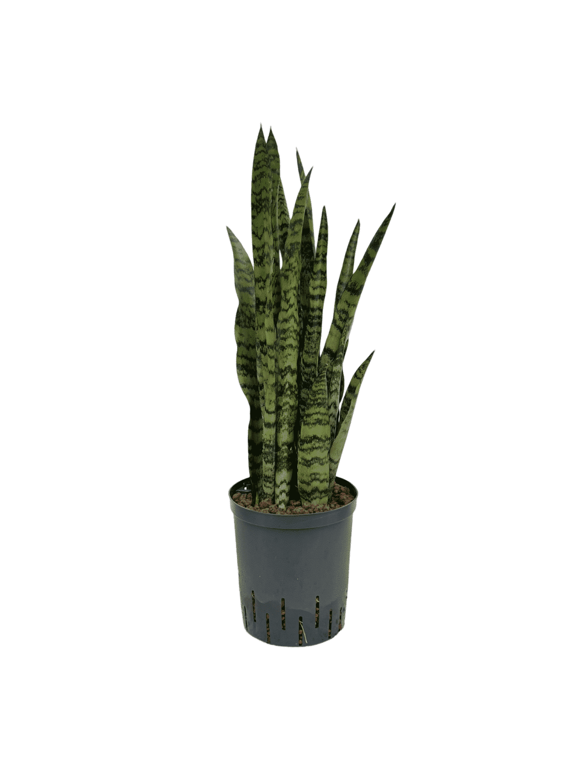 Sansevieria 'Zeylanica'