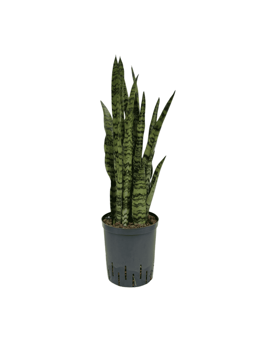 Sansevieria 'Zeylanica'