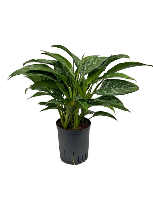 Aglaonema 'Splash'