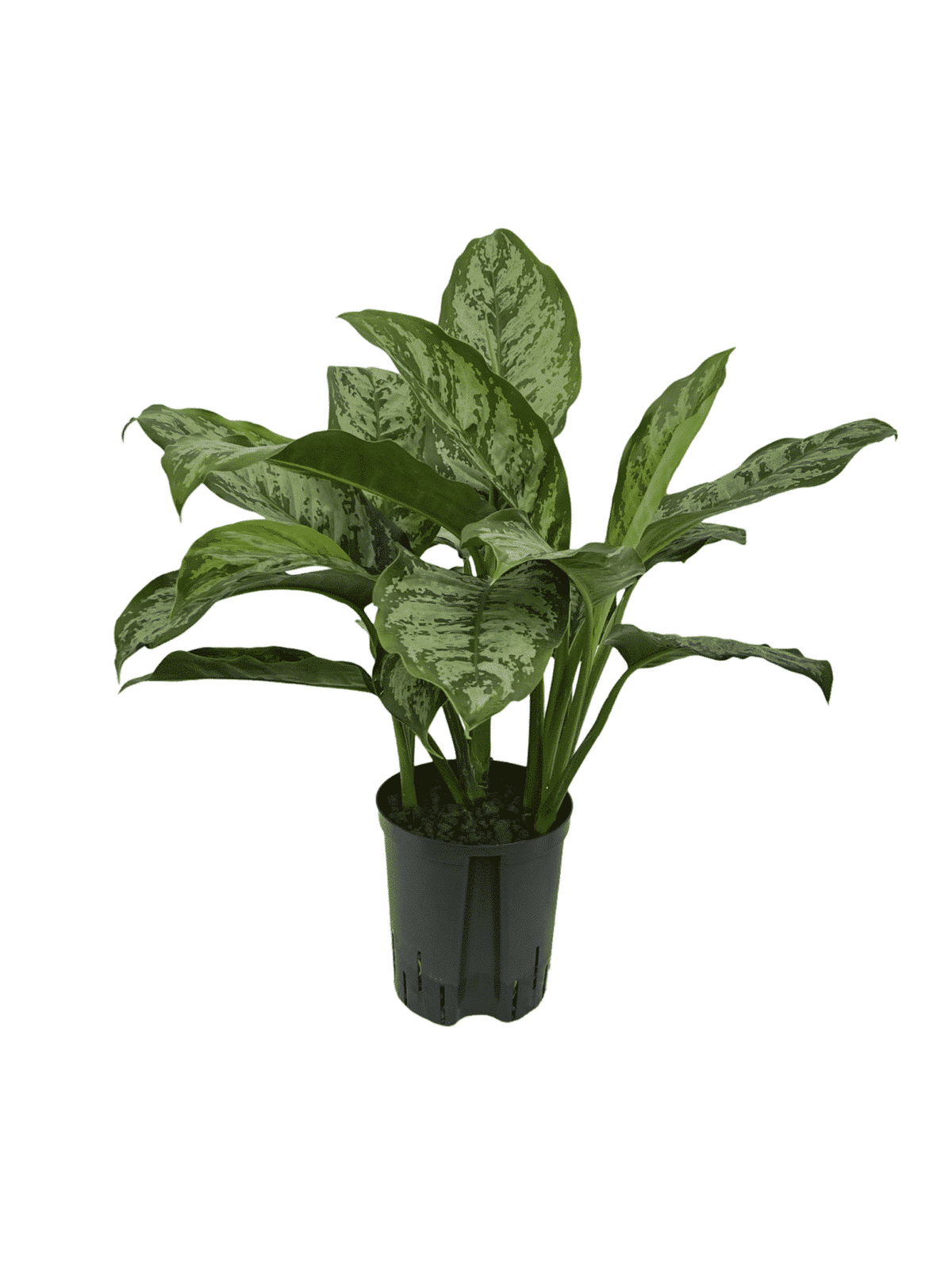 Aglaonema 'Chantal'