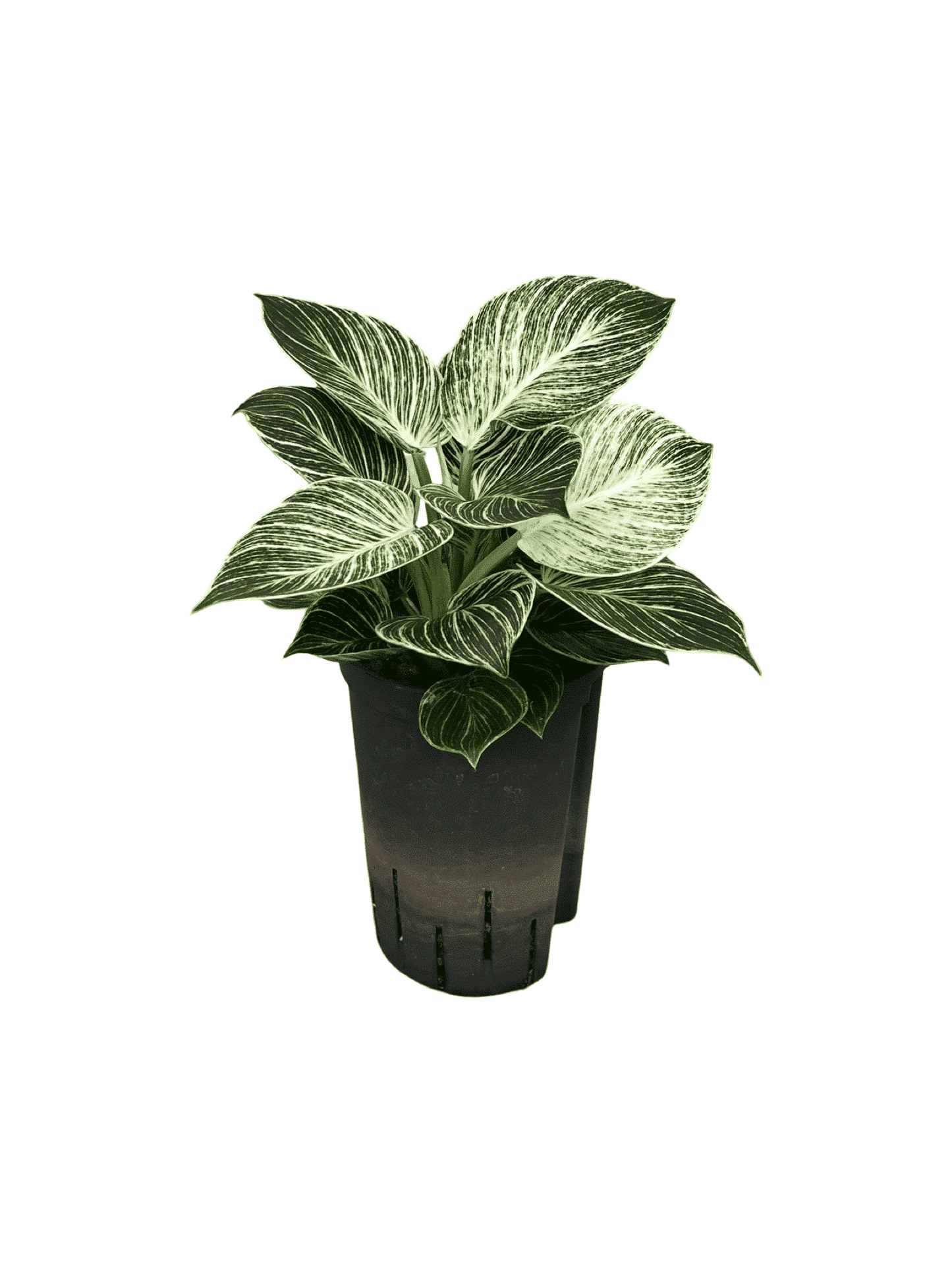 Filodendro 'White Wave'