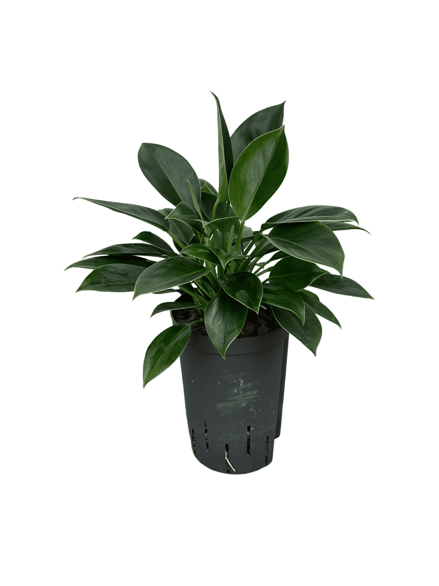 Filodendro 'Principessa Verde'