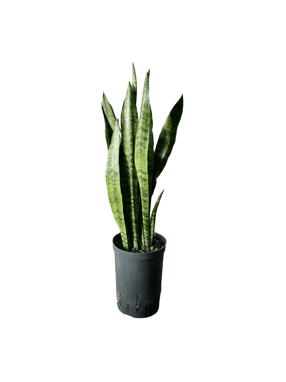 Sansevieria 'Zeylanica'