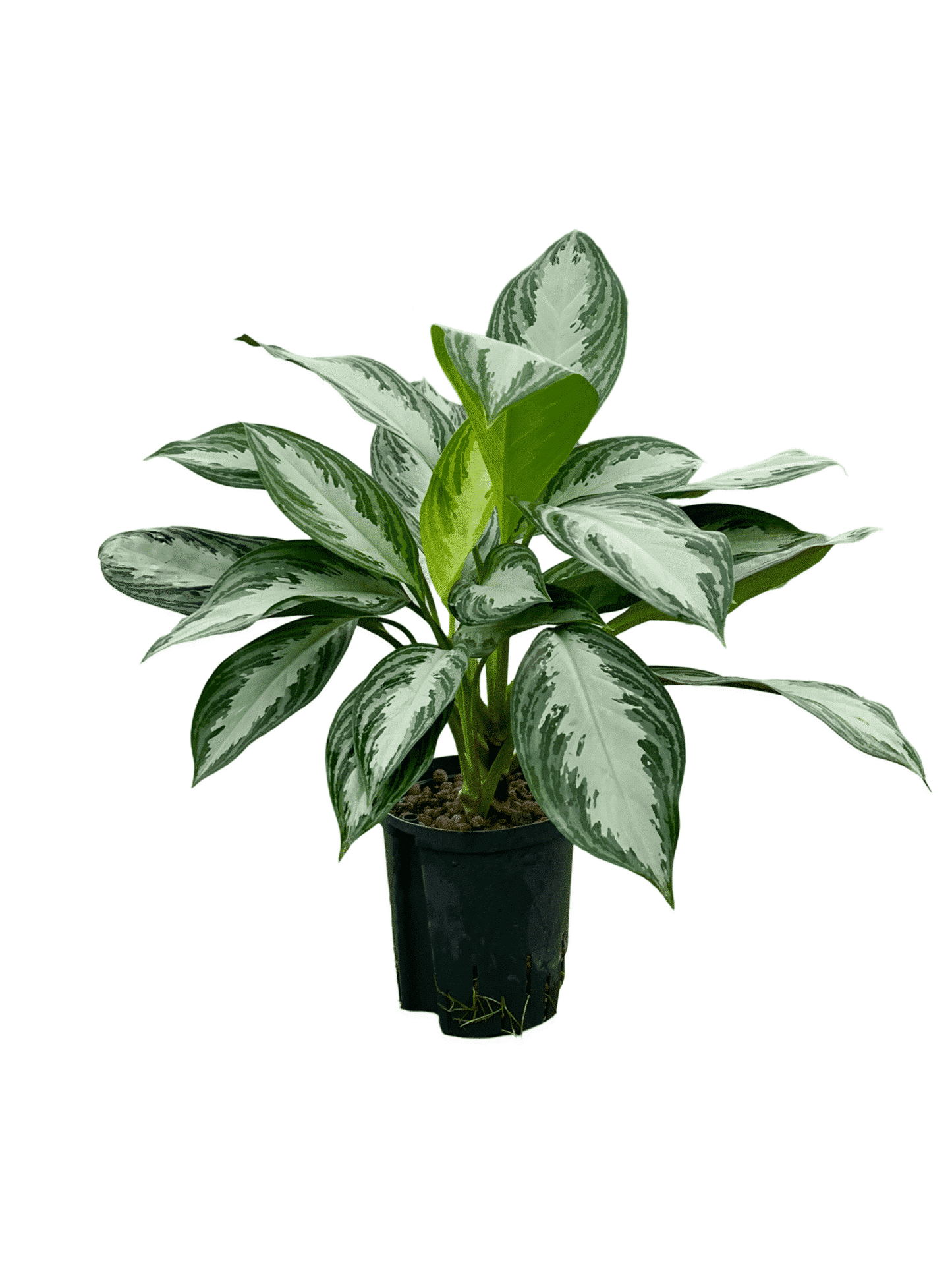 Aglaonema 'Silver Bay'