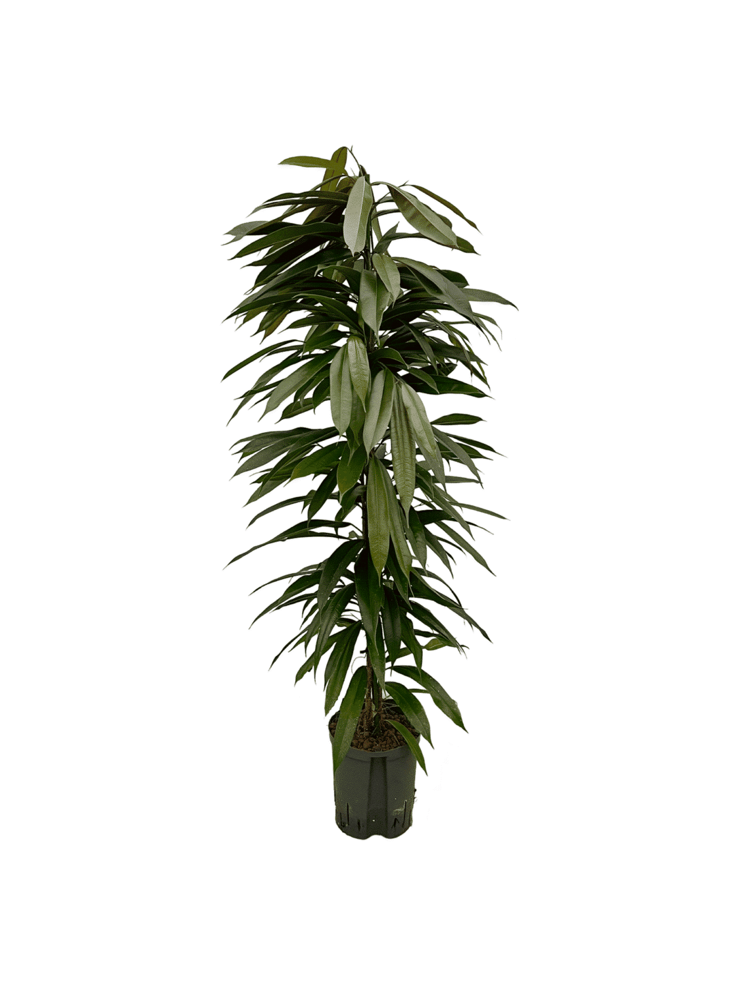 Ficus 'Amstel King'