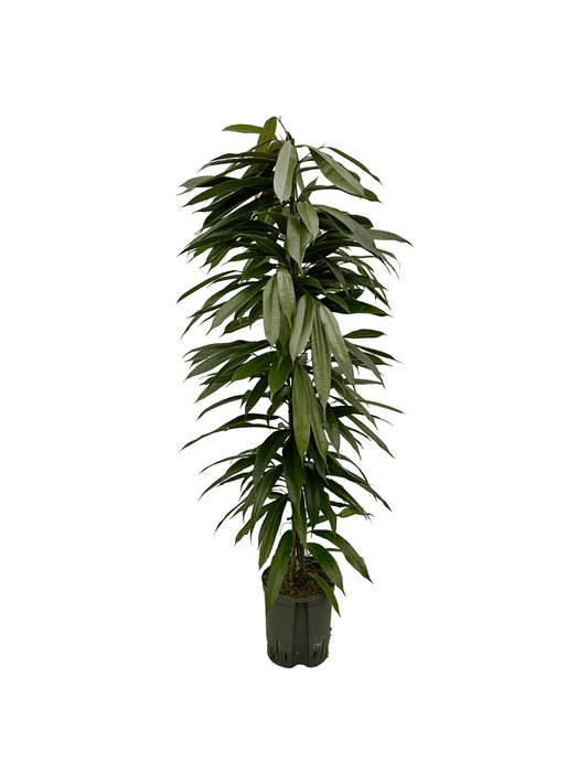 Ficus 'Amstel King'
