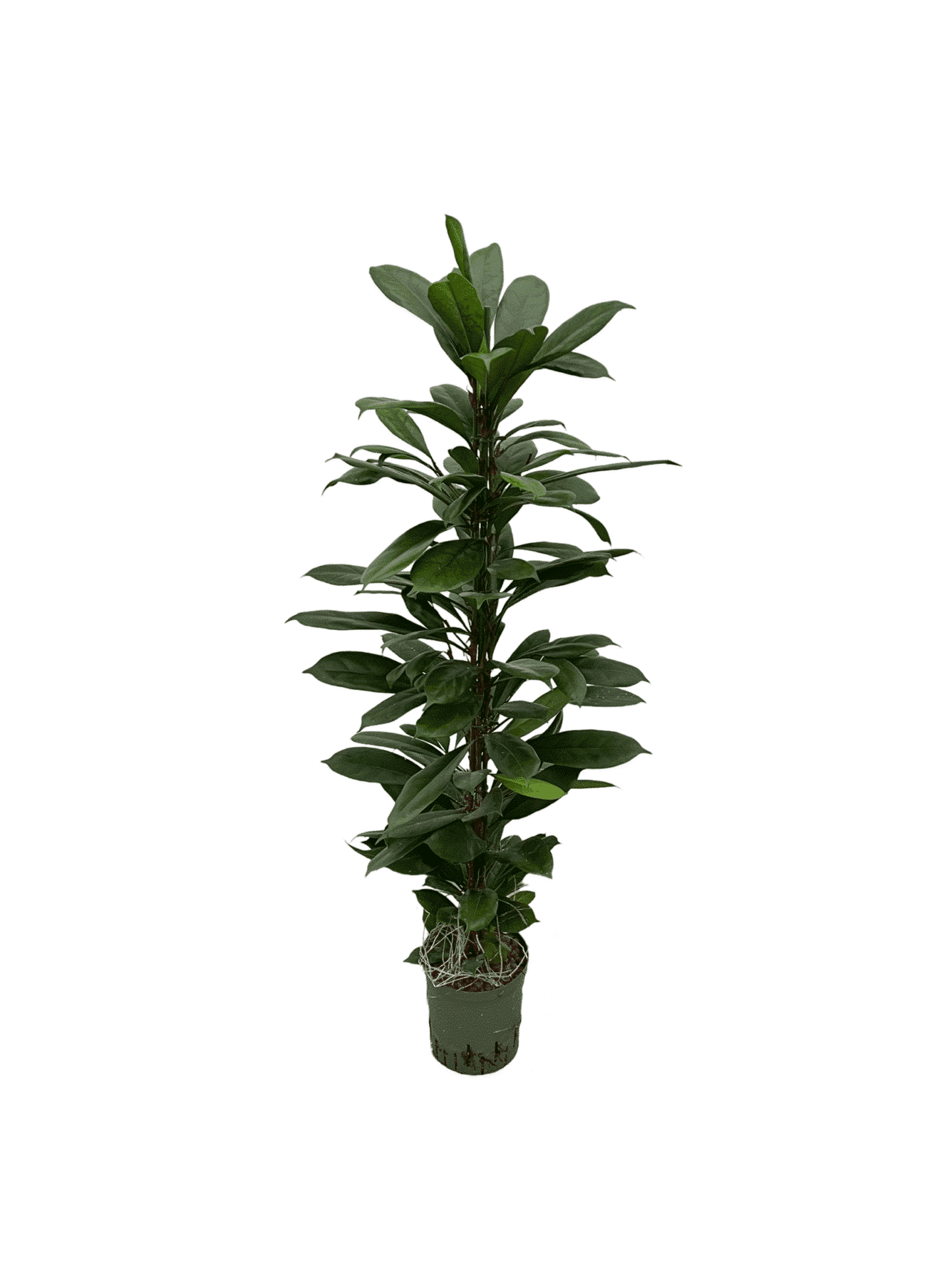 Ficus cyathistipula