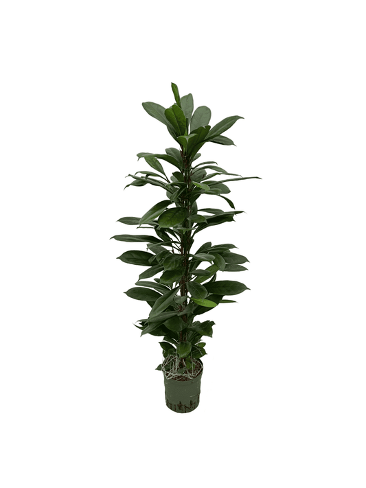 Ficus cyathistipula