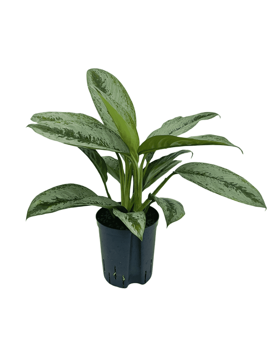 Aglaonema 'Silver Frost'