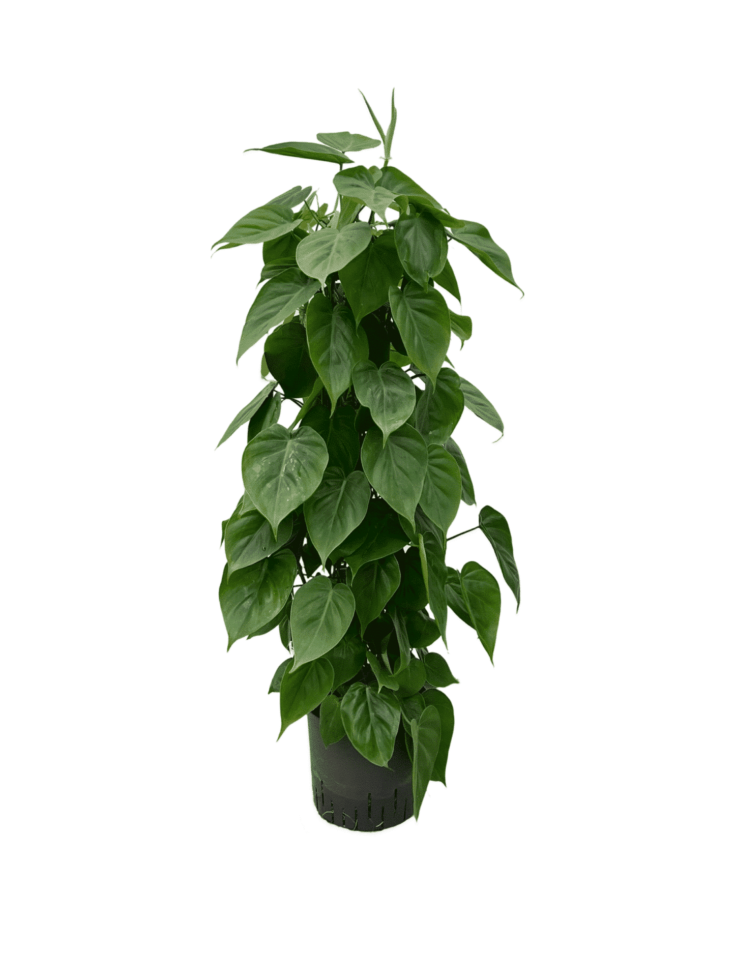 Scandali del Philodendron
