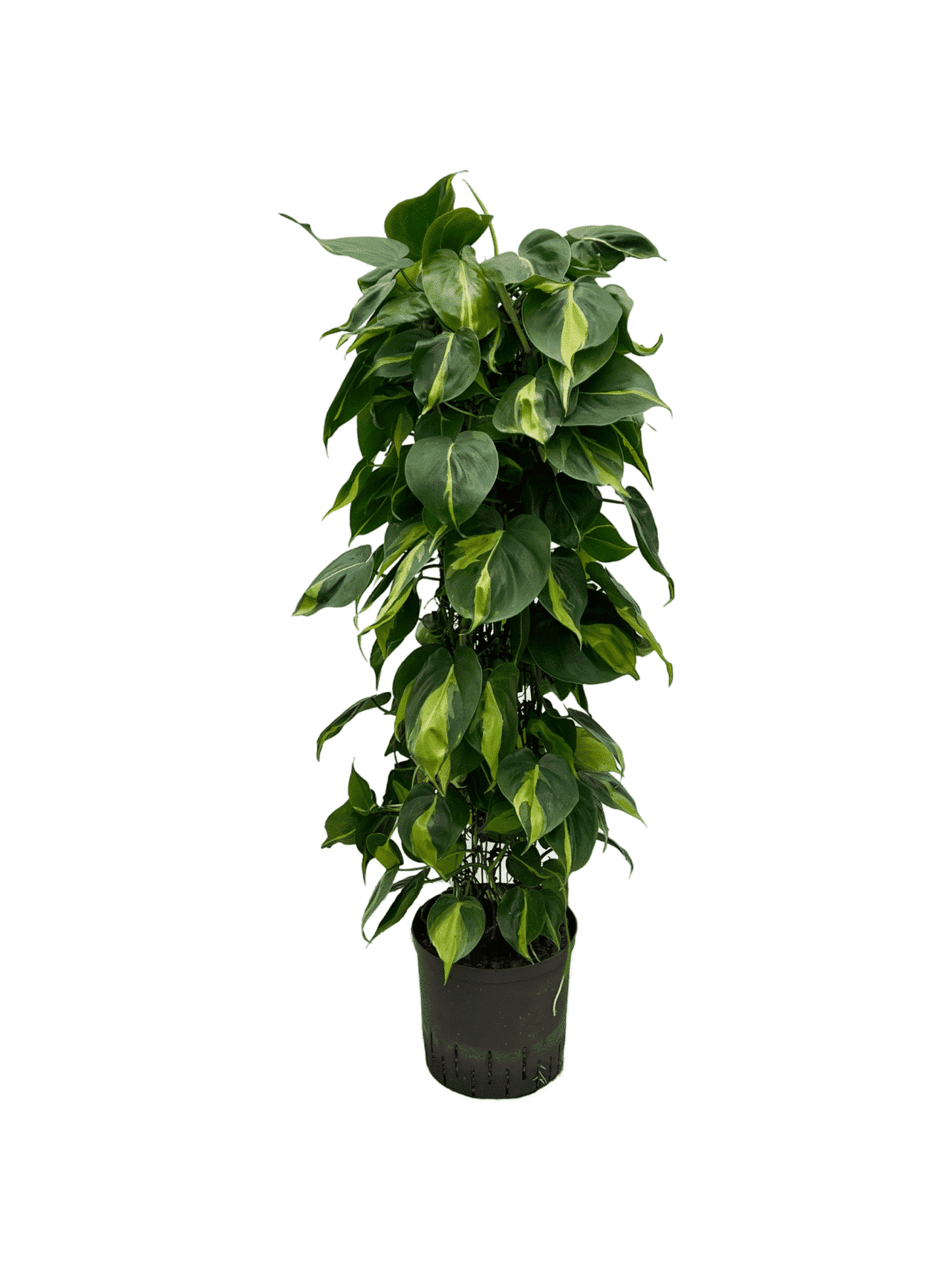 Filodendro scandens 'variegata'