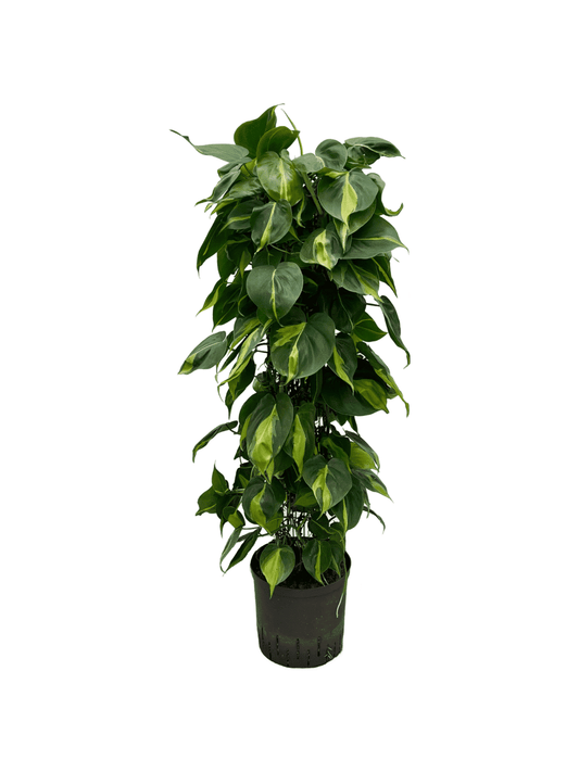 Filodendro scandens 'variegata'