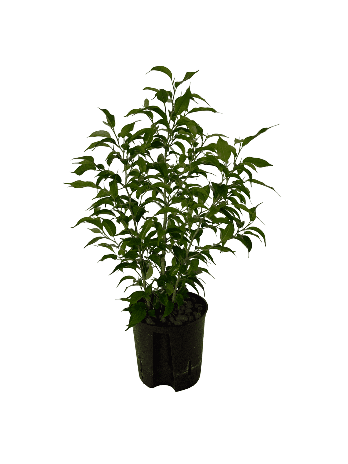 Ficus natascha