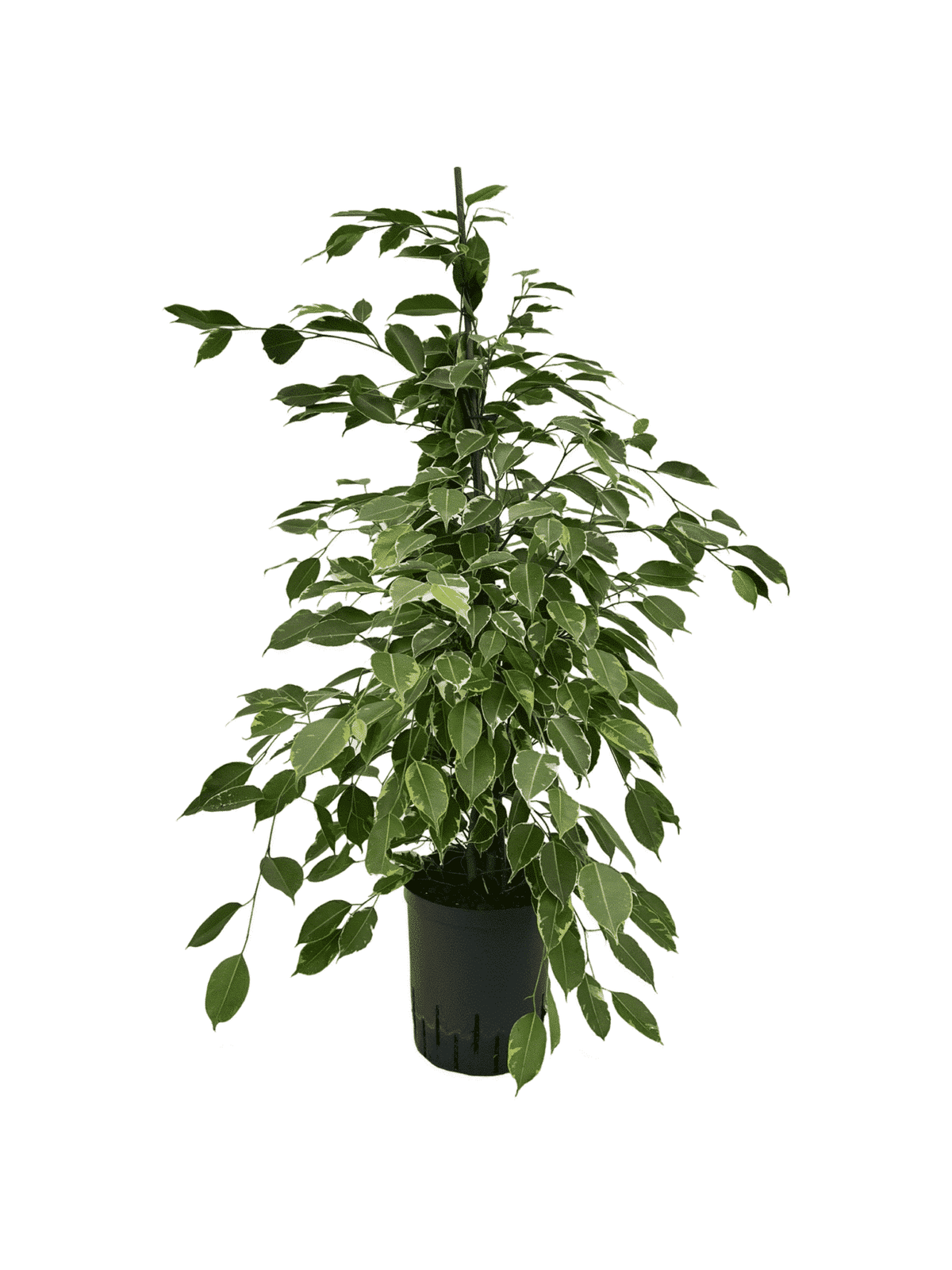 Ficus 'Golden King'