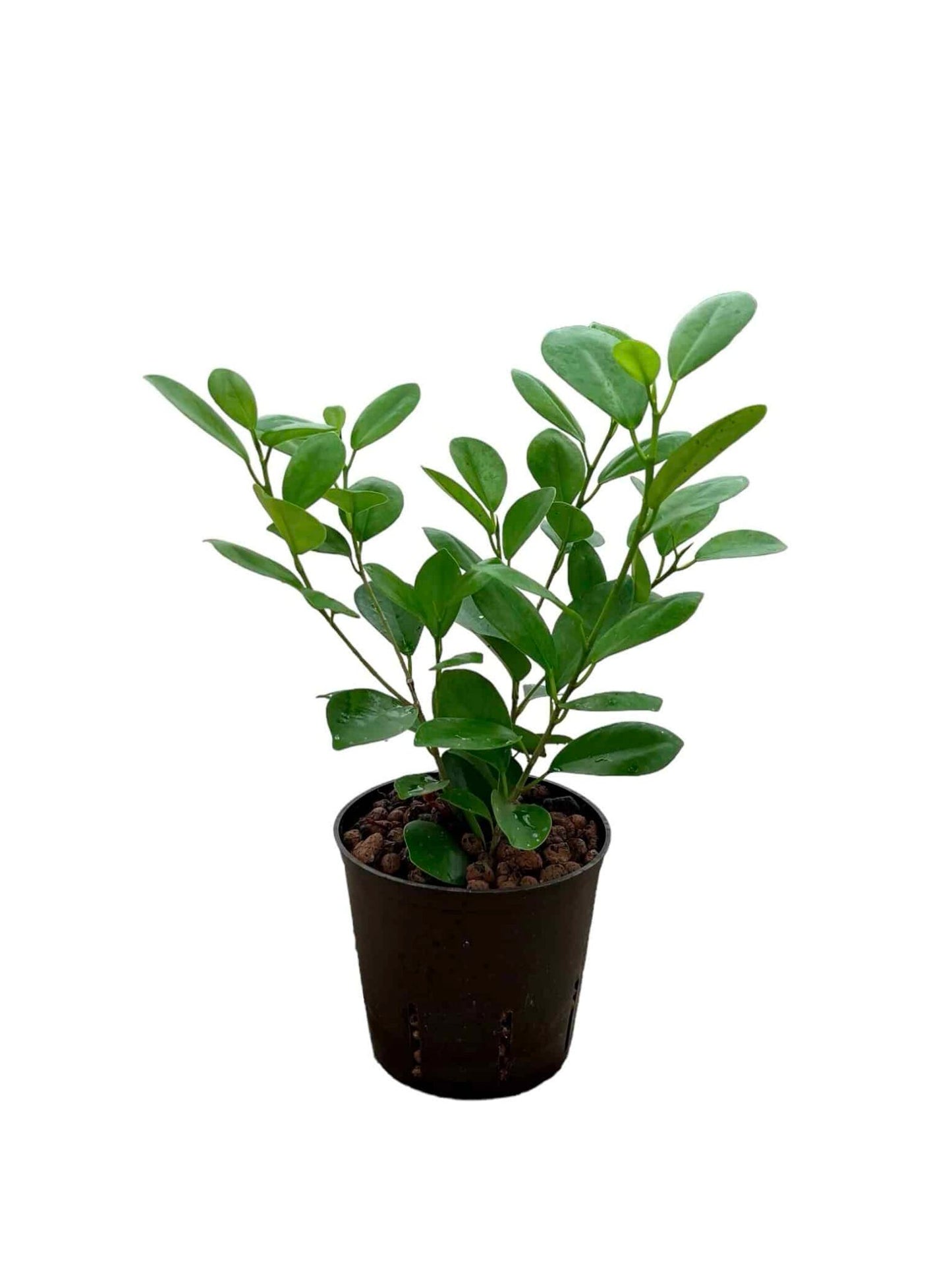 Ficus moclame