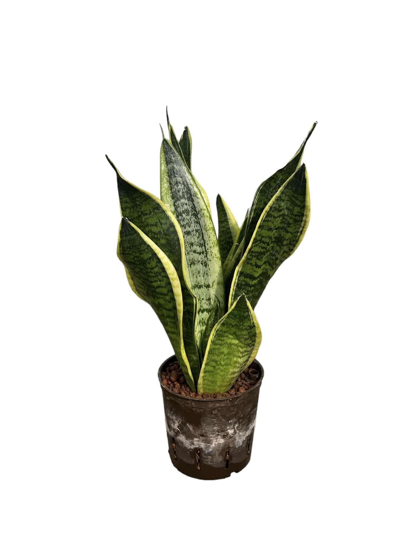 Sansevieria 'Laurentii'