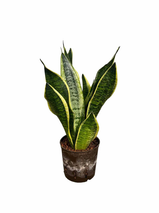 Sansevieria 'Laurentii'