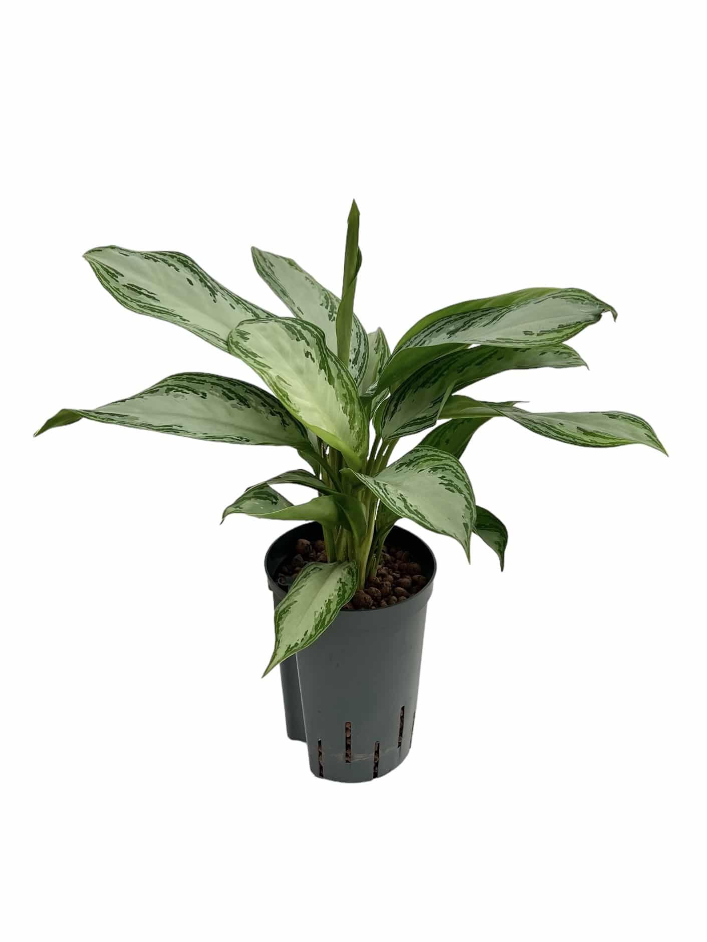 Aglaonema 'Silver Bay'