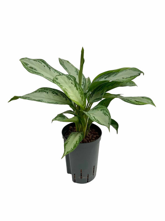 Aglaonema 'Silver Bay'