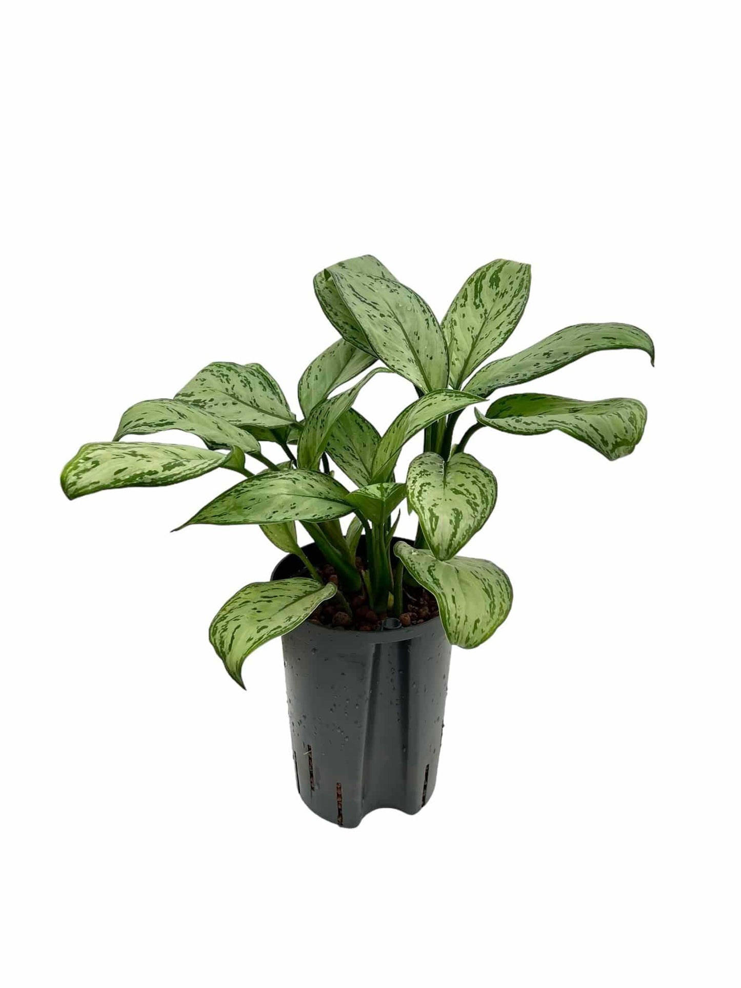 Aglaonema 'Maria Christina'