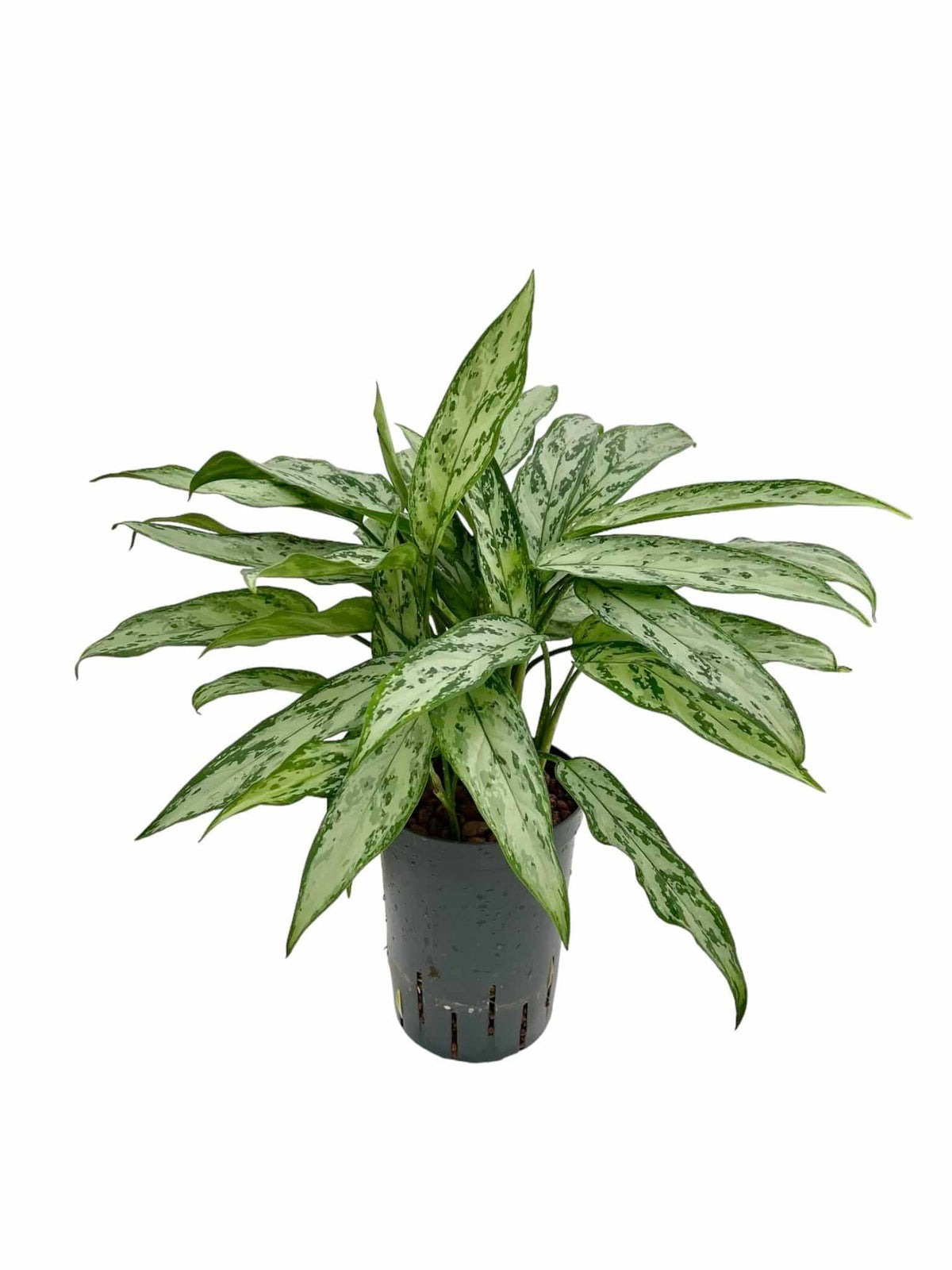 Aglaonema 'Regina d'Argento'