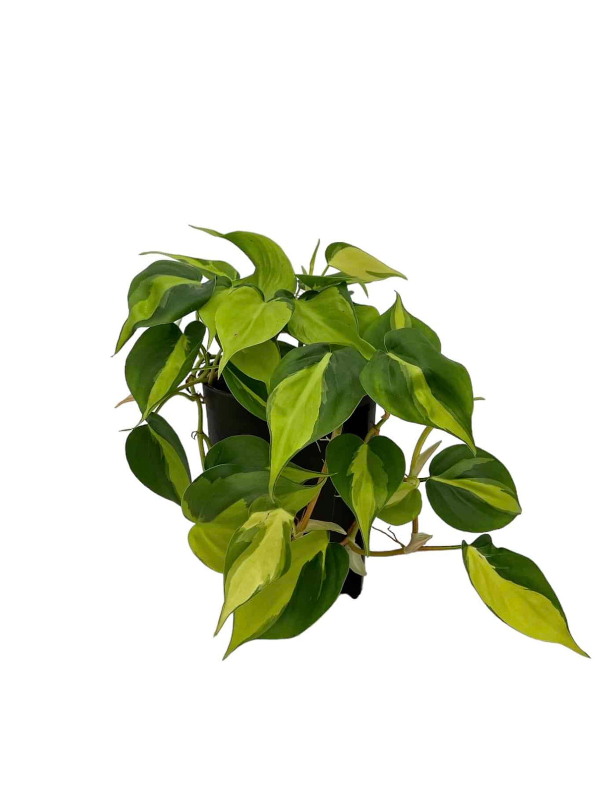 Filodendro scandens 'variegata'