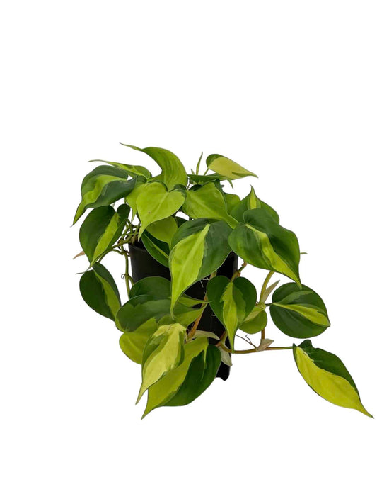 Filodendro scandens 'variegata'