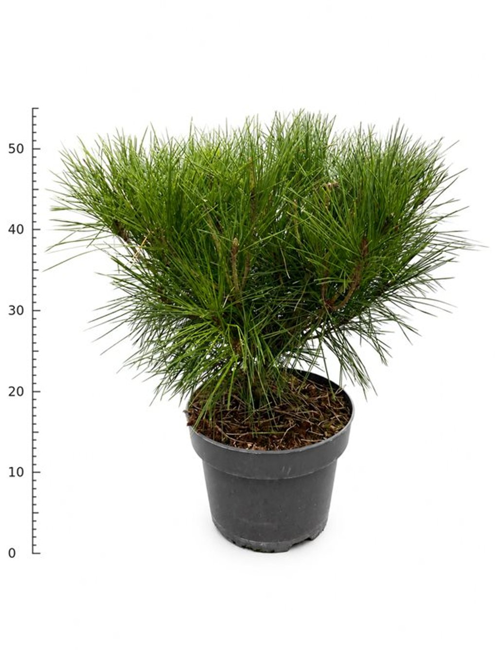 Pinus sylvestris 'Alice Verkade'