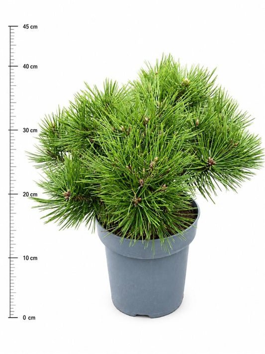 Pinus sylvestris 'Jane Kluis'