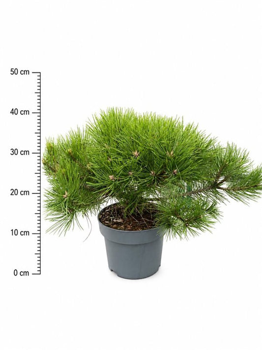 Pinus sylvestris 'Low Glow'