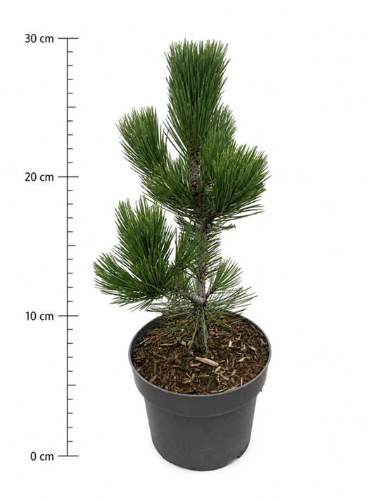 Pinus heldreichii 'Compact Gem'
