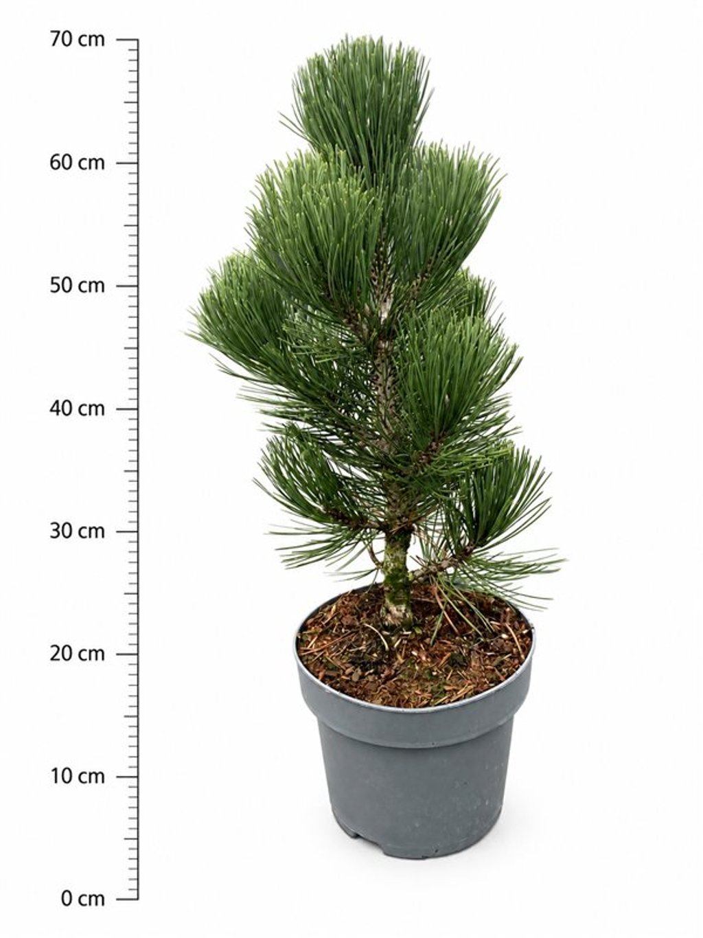 Pinus heldreichii 'Malinki'