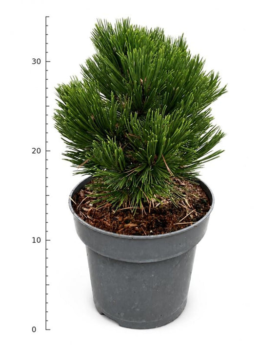 Pinus leucodermis 'Schmidtii'