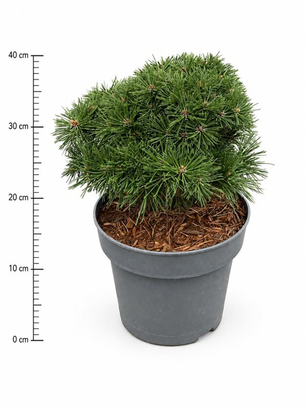 Pinus mugo 'Benjamin'