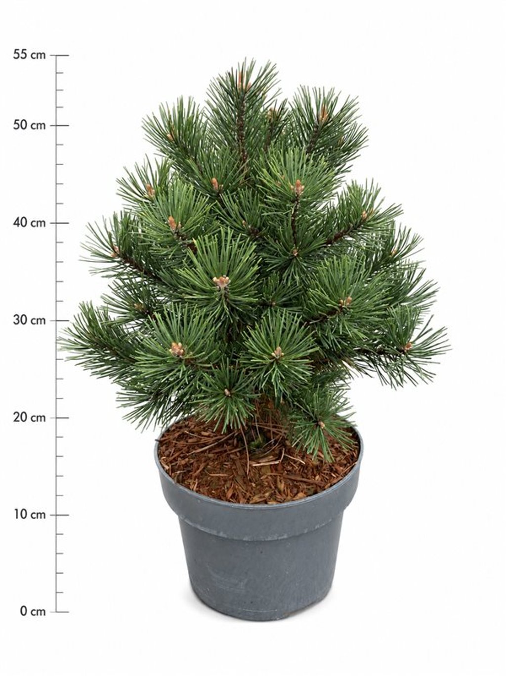 Pinus mugo 'Gnom'
