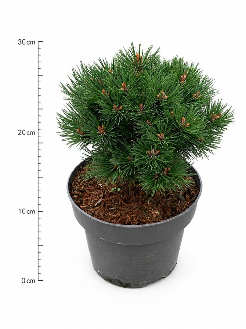 Pinus mugo 'Heideperle'