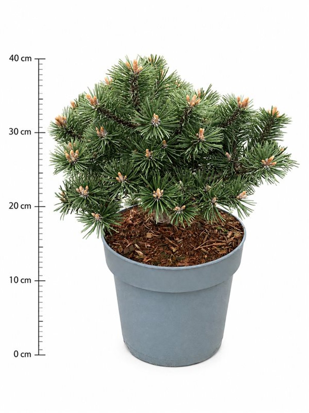 Pinus mugo 'Humpy'