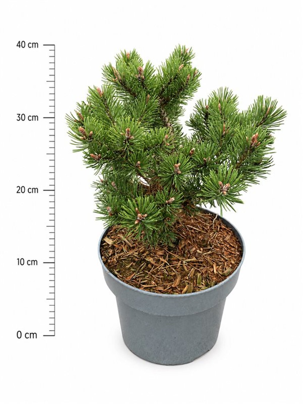 Pinus mugo 'Klosters Grün'