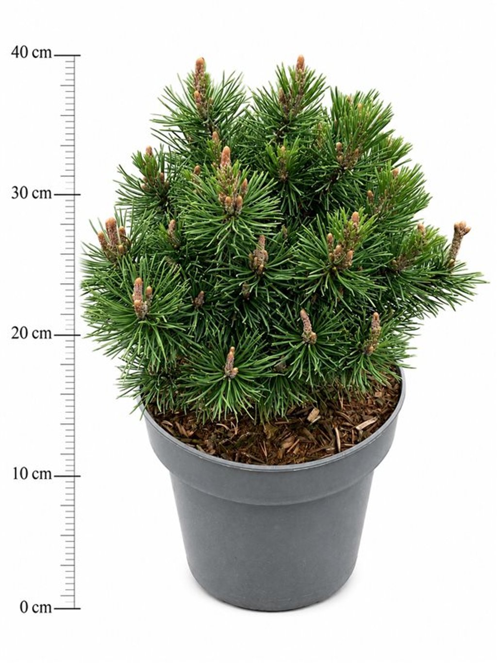 Pinus mugo 'Mops'