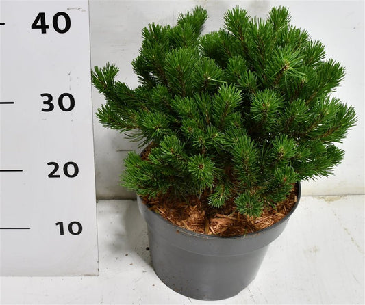Pinus mugo 'Pumuckel'