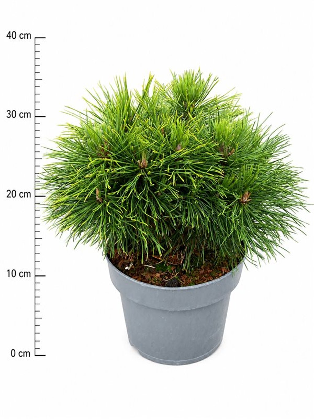 Pinus mugo 'Varella'