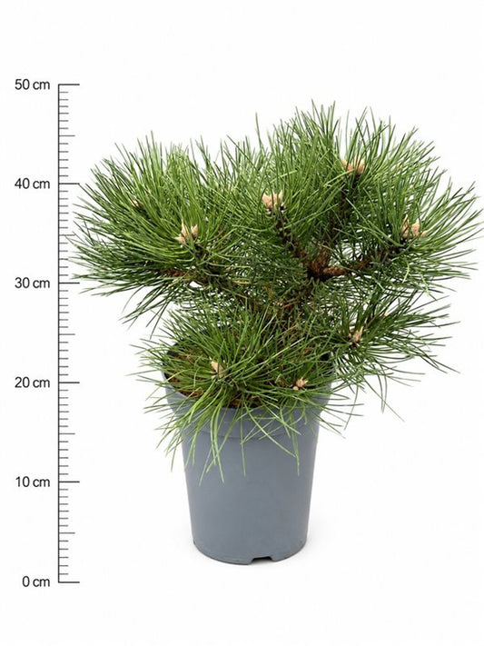 Pinus nigra 'Nana'