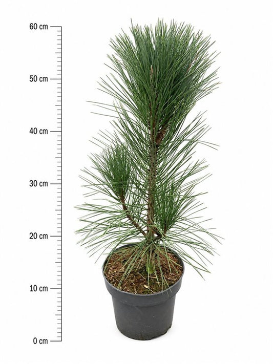 Pinus nigra 'Pyramidalis'