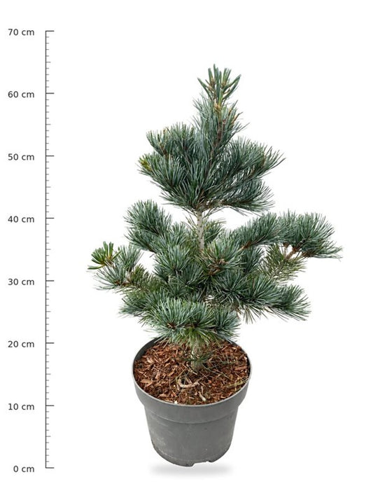 Pinus parviflora 'Negishi'