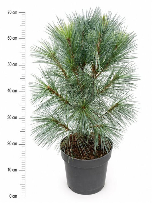 Pinus strobus 'Fastigiata'