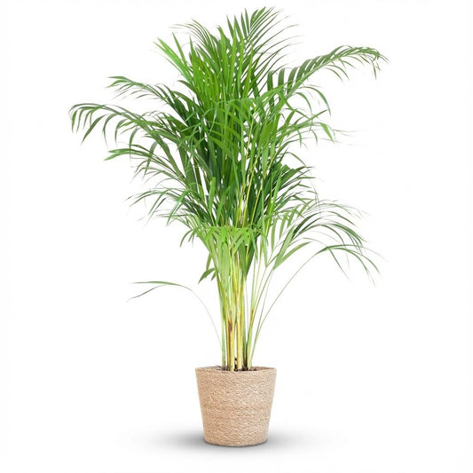 Areca Palm (Dypsis) with Zeegras basket natural - 100cm - Ø21