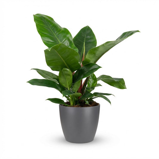 Green boutiQ - Houseplant - Philodendron - Philodendron Imperial Green - Green - Low Maintenance - 1 Plant - with Grey Potter - Pot 19cm - Height 65cm