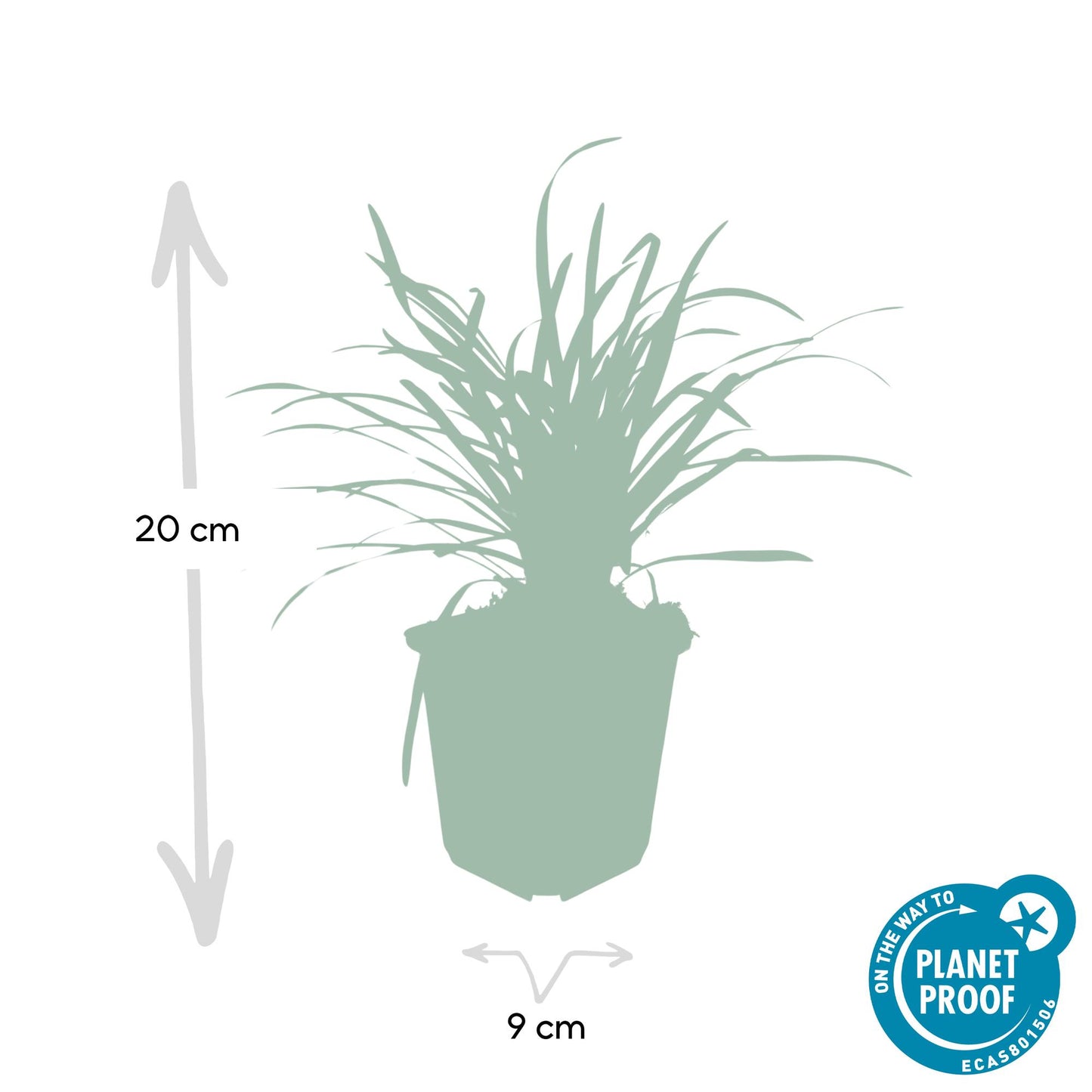 40x Liriope muscari 'Big Blue' - ↕10-25cm - Ø9cm